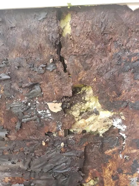 Severely rotted wood sheathing discovered behind old siding
